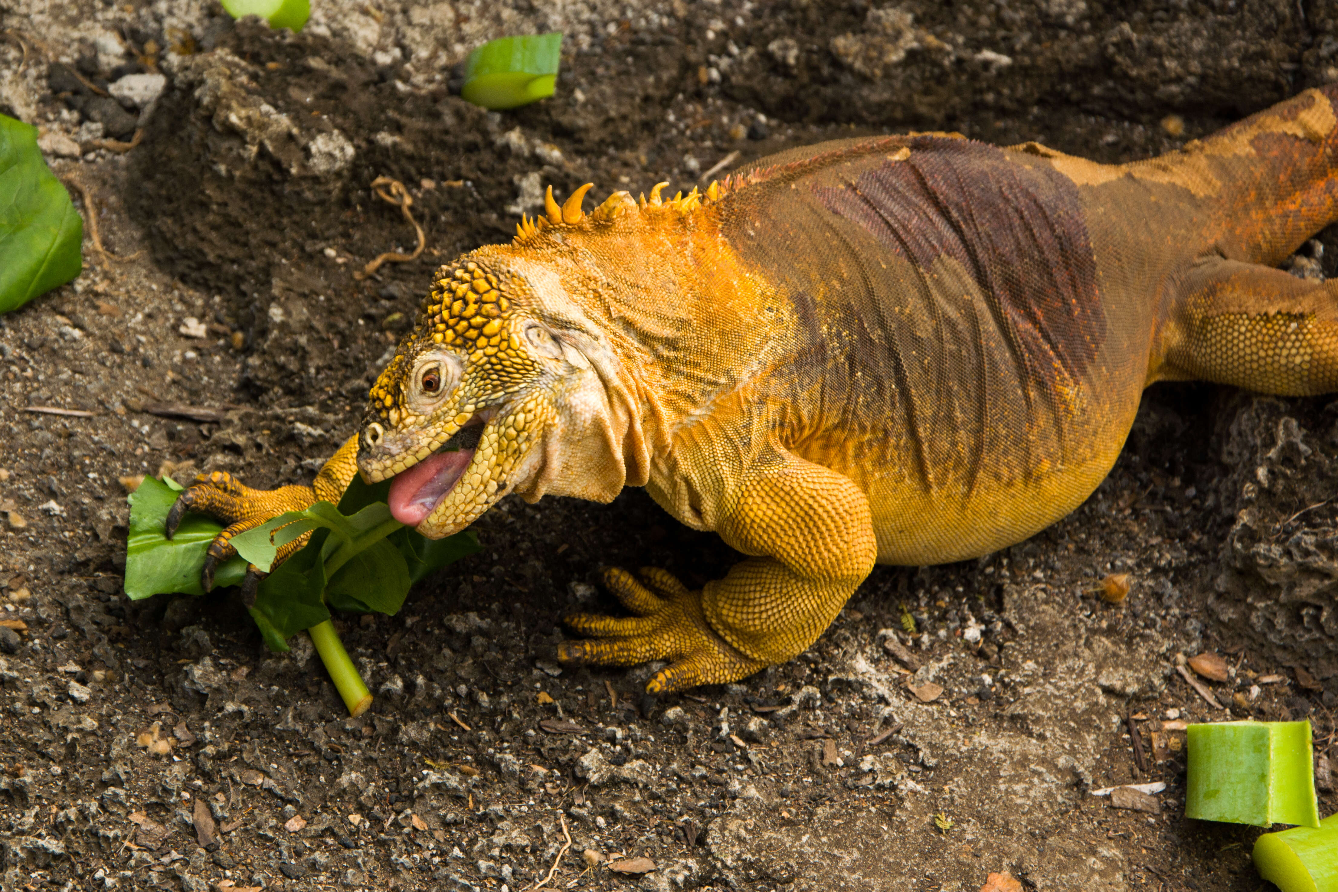 Image of Galapagos Land Iguana