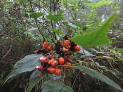 Image of Rubus lambertianus var. glandulosus Cardot