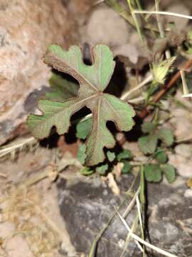 Image of Arizona rosemallow