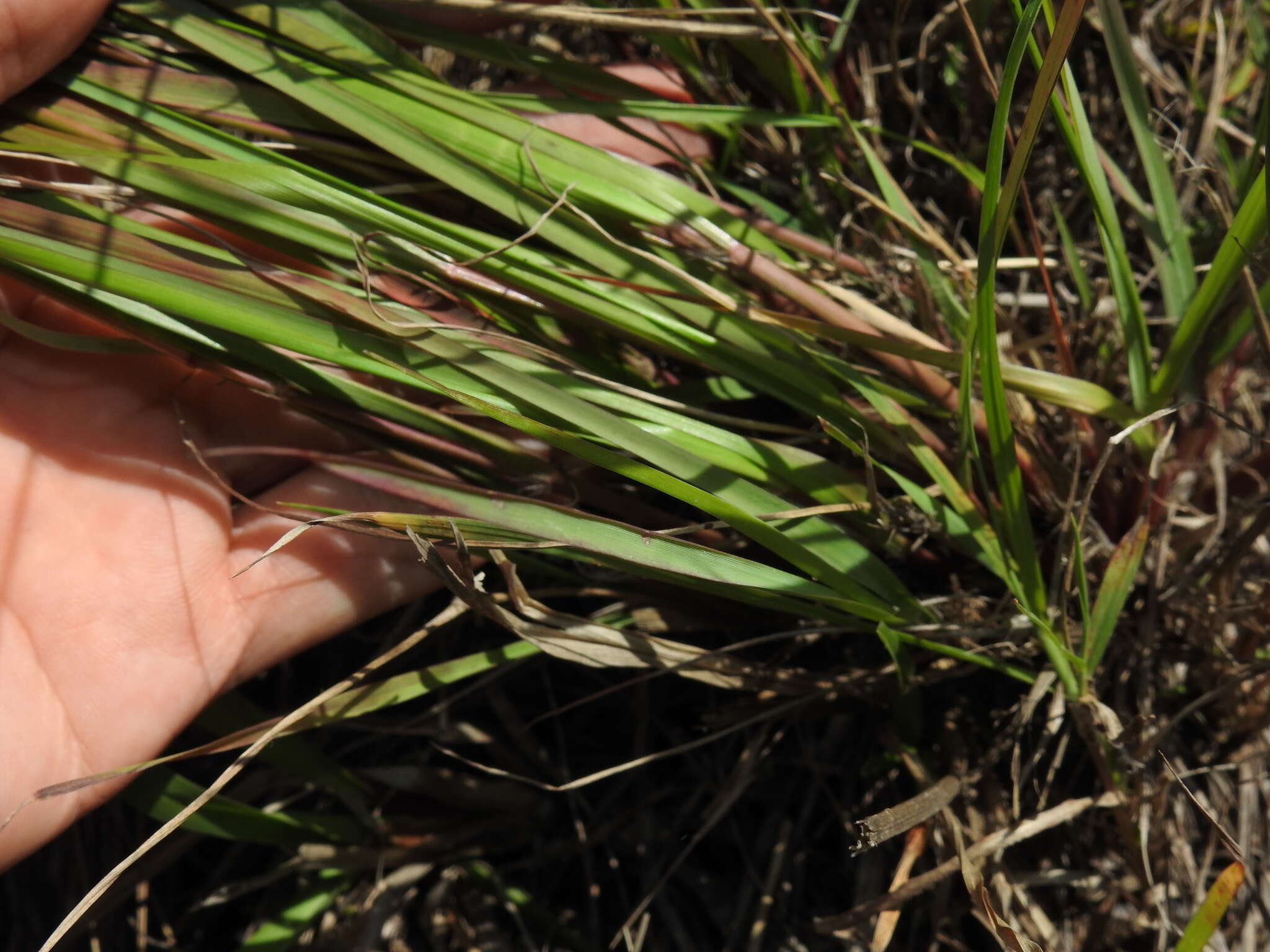 Image of Eragrostis paniciformis (A. Braun) Steud.