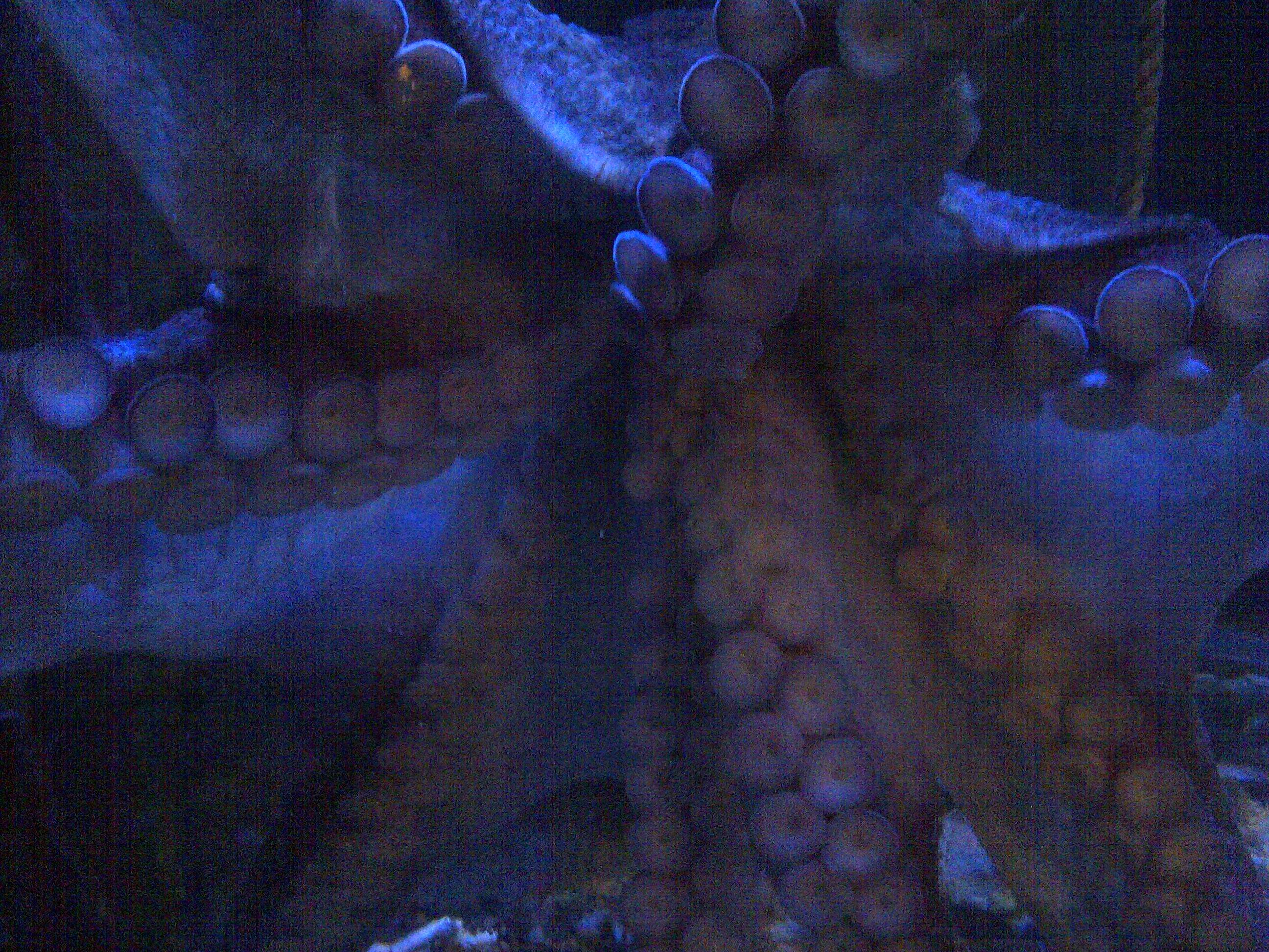 Image of Curled octopus