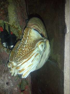 Image of chambered nautilus