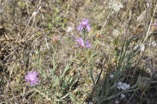 Centaurea jacea subsp. substituta (Czer.) A. D. Mikheev的圖片