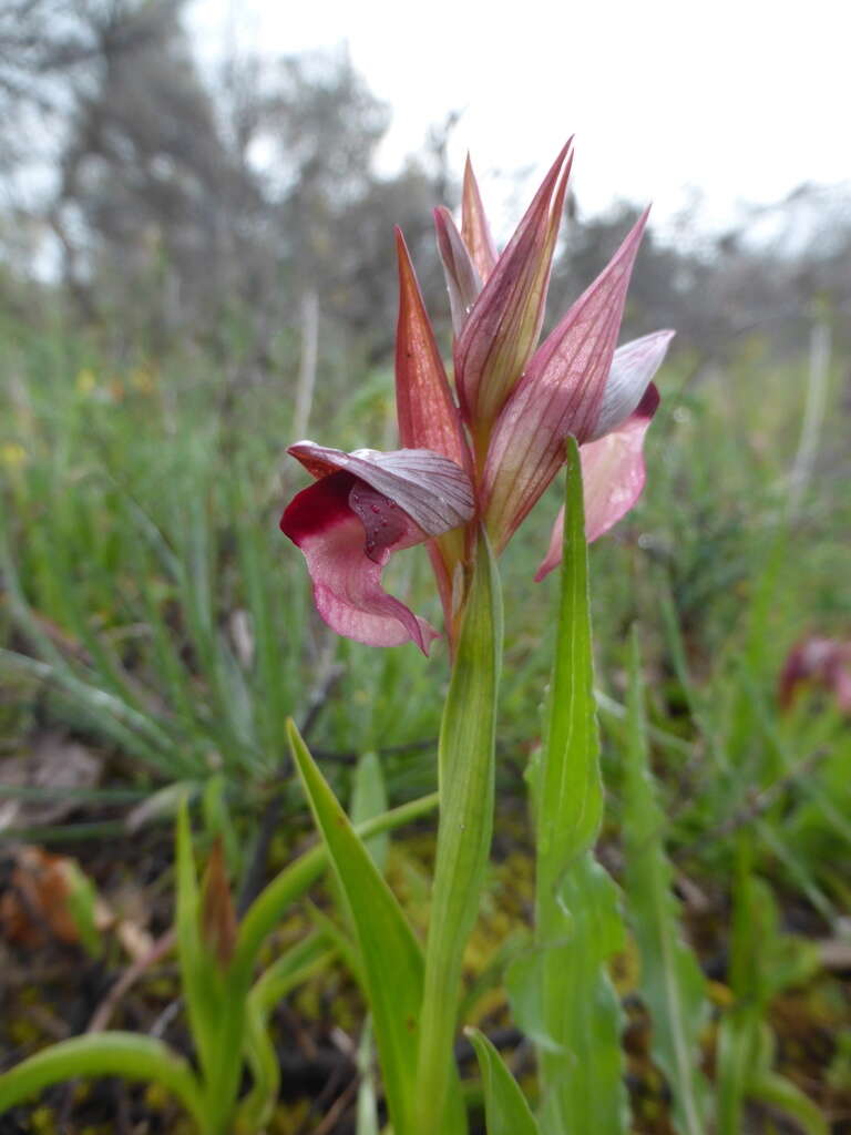 Image of Neglected Serapias