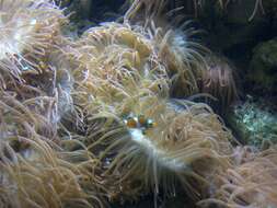 Image of Common clownfish