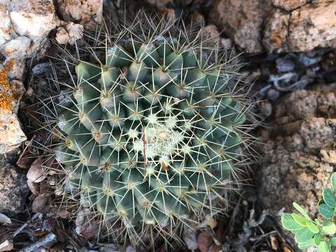 Image of Mammillaria petrophila K. Brandegee