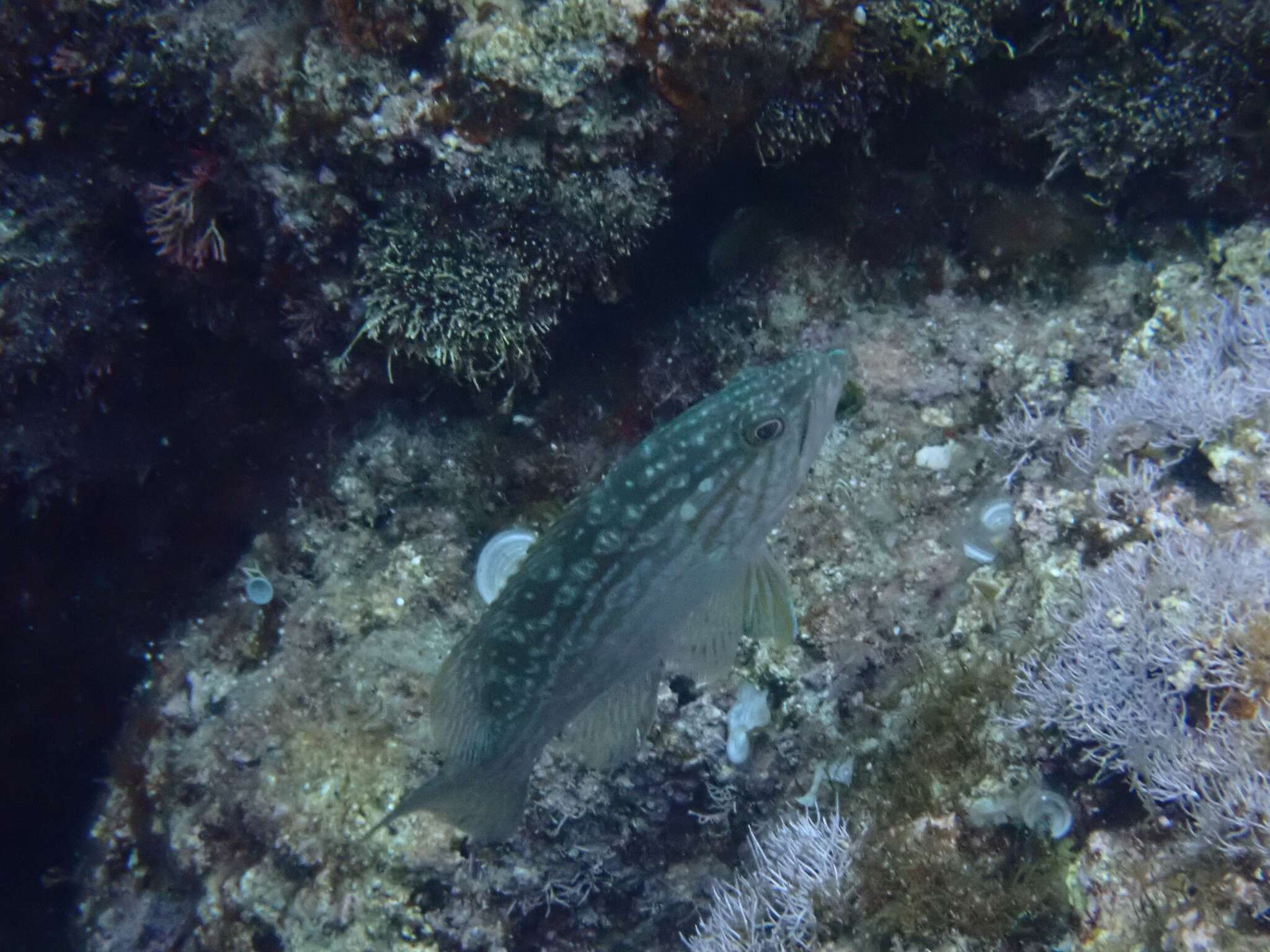 Image of Comb Grouper