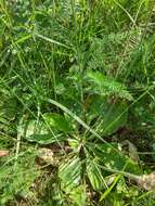 Imagem de Plantago australis subsp. australis