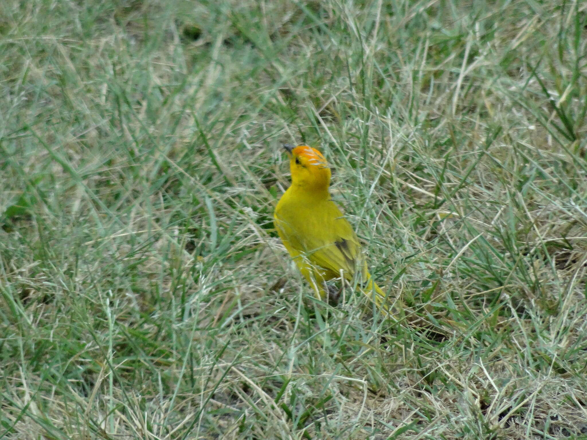 Image of Saffron Finch