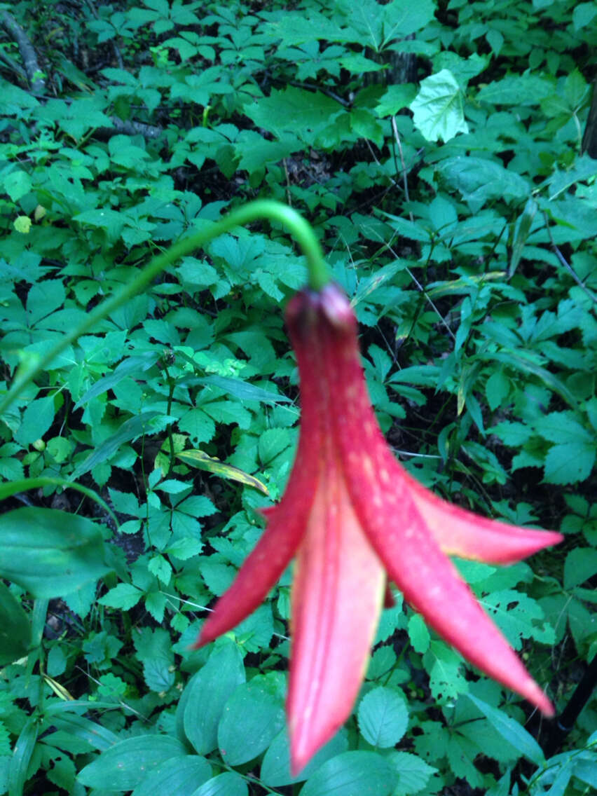 Lilium canadense L. resmi