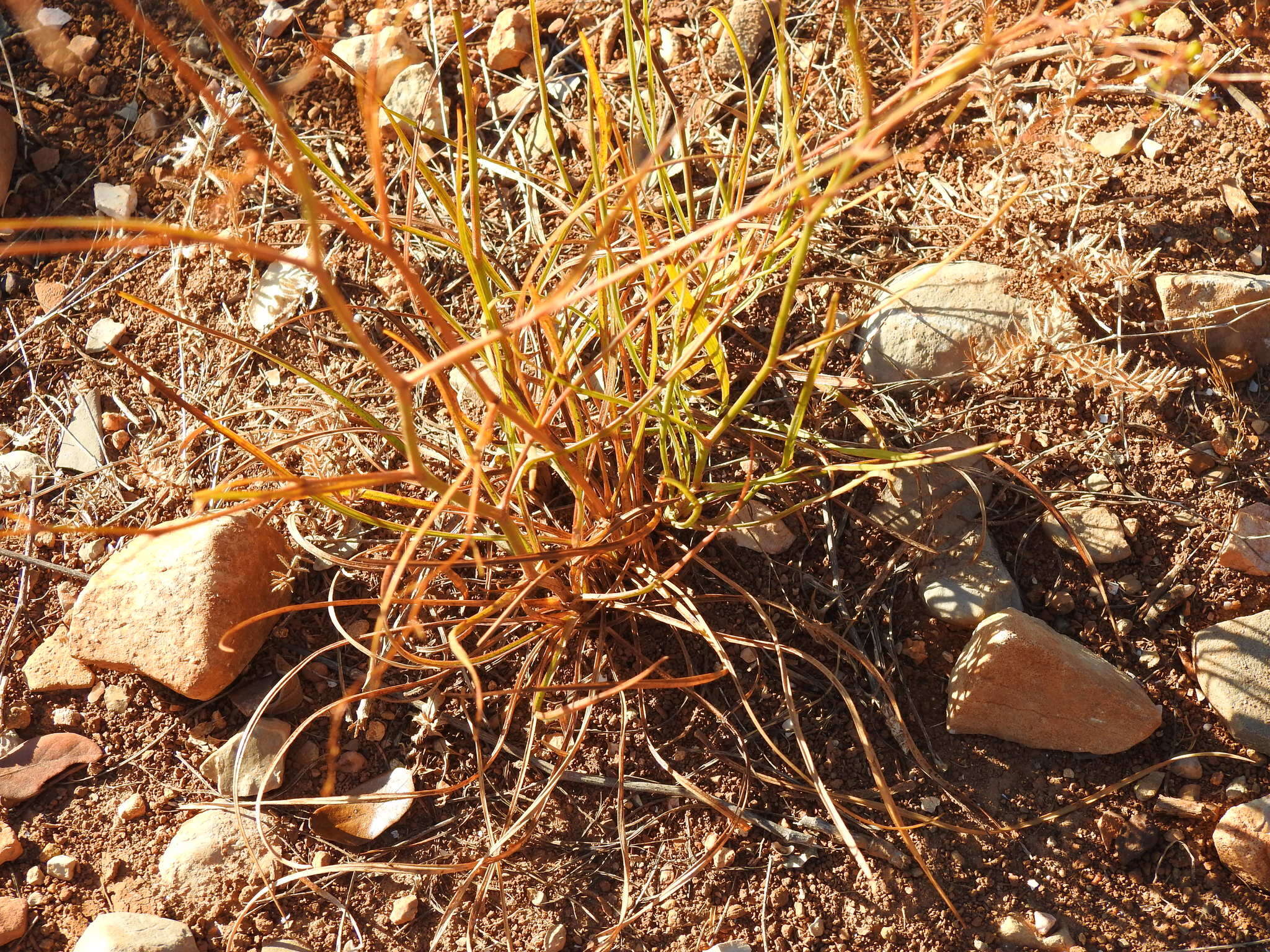 Bupleurum rigidum subsp. paniculatum (Brot.) H. Wolff resmi