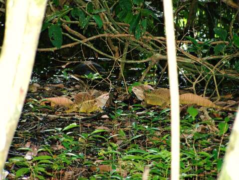 Image of Common Basilisk