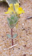 Image of Linaria thymifolia (Vahl) DC.