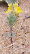 Plancia ëd Linaria thymifolia (Vahl) DC.