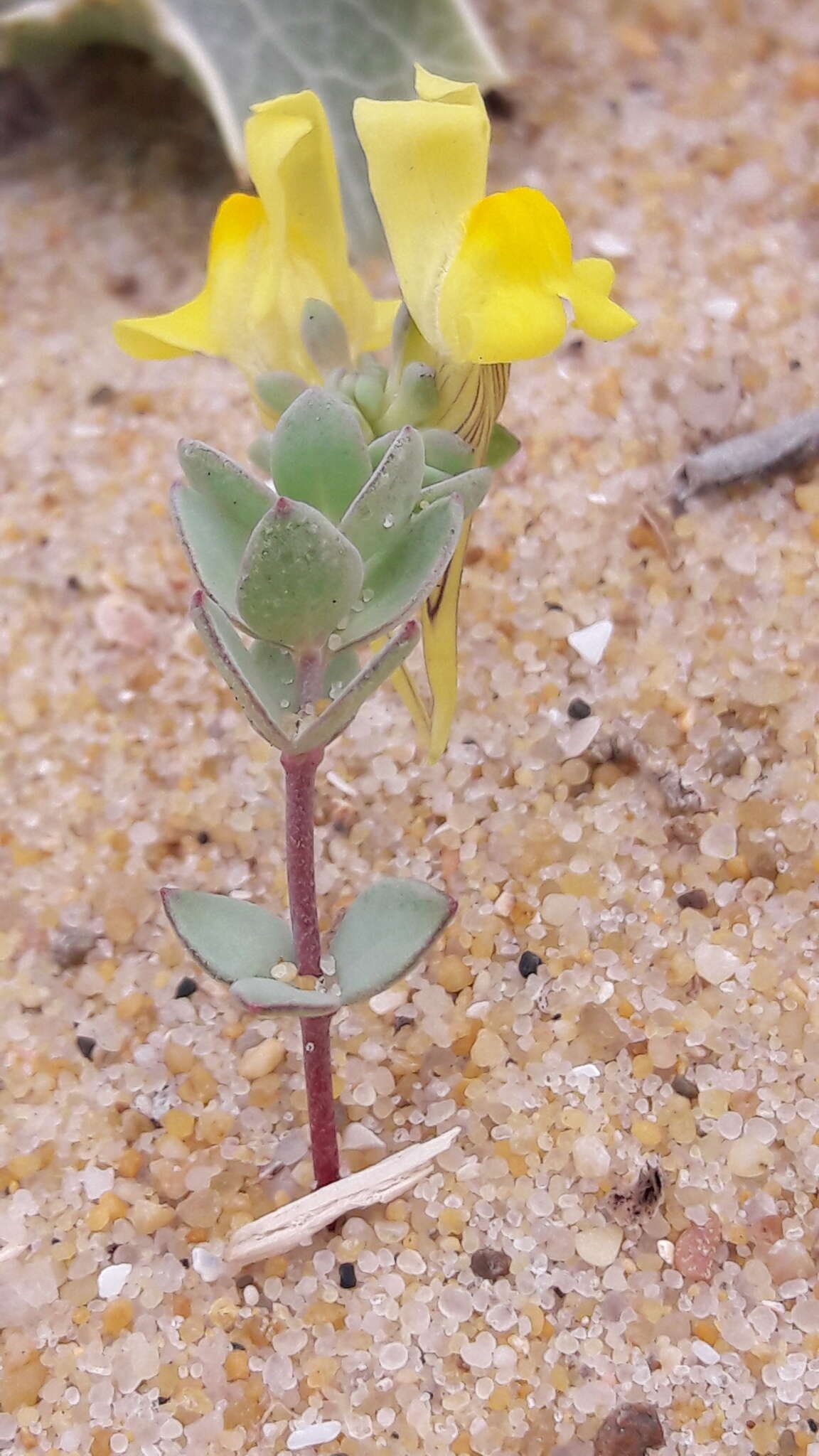 Plancia ëd Linaria thymifolia (Vahl) DC.