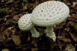 Image of Coker's amanita