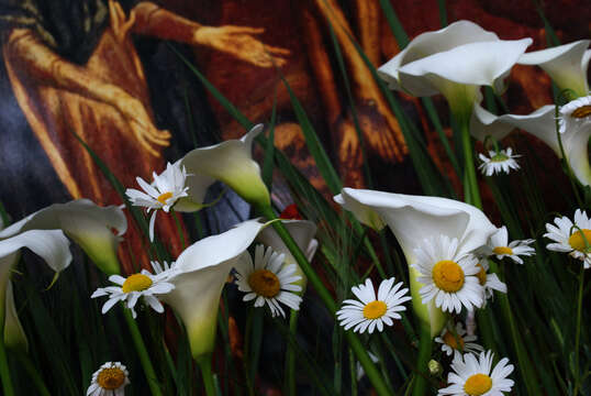 Image of Arum lily