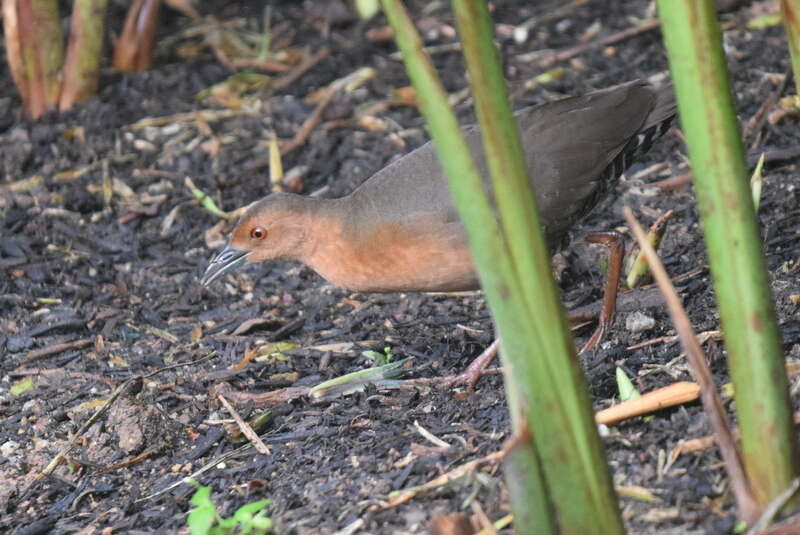 Image of Band-bellied Crake