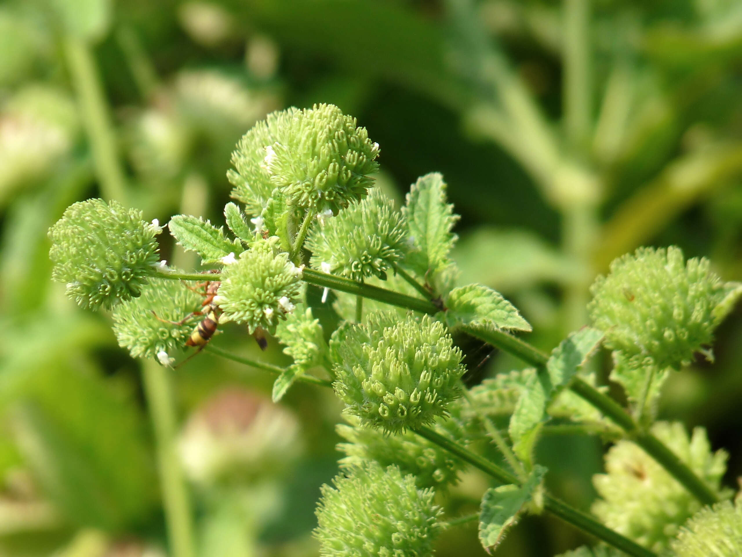 Image of false ironwort