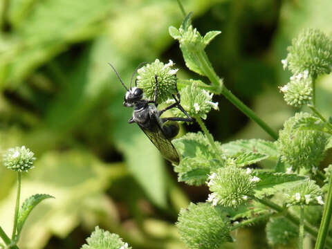 Image of false ironwort