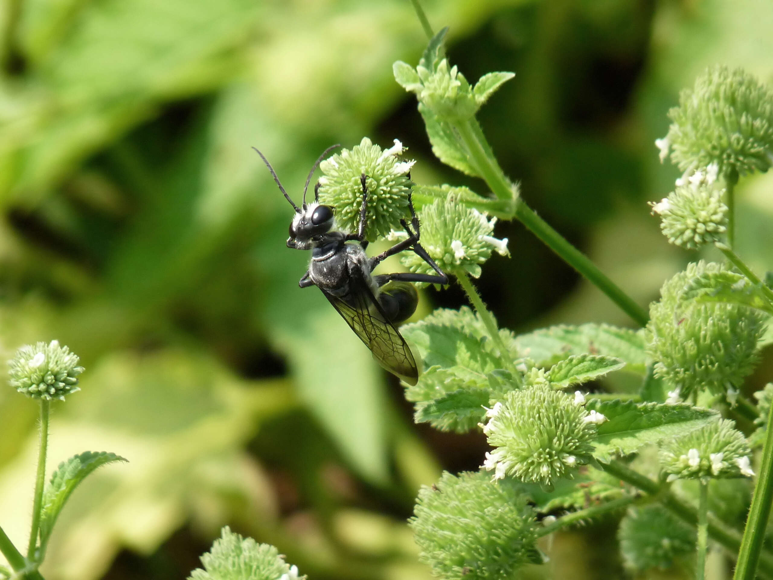 Imagem de Hyptis capitata Jacq.