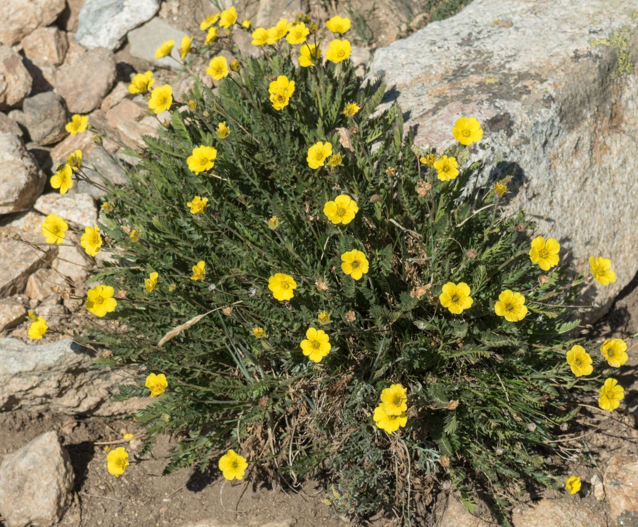 Image de Geum rossii var. turbinatum (Rydb.) C. L. Hitchc.