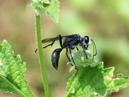 Imagem de Hyptis capitata Jacq.