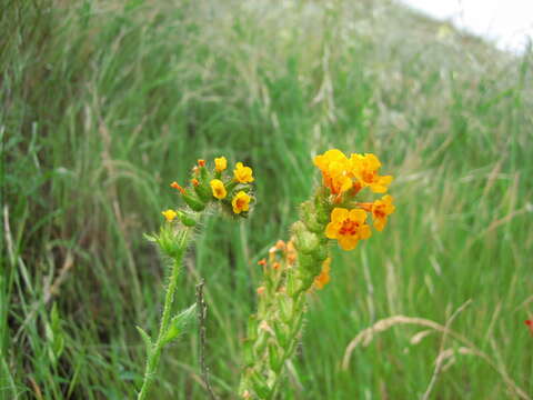 Image of largeflowered fiddleneck