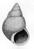 Image of Phasianotrochus hirasei