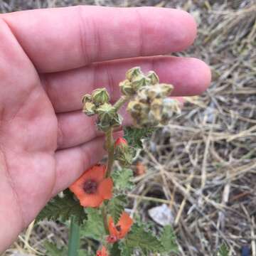 Image of Sphaeralcea cordobensis Krapov.