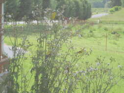 Image of American Goldfinch