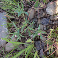 Image of slender phlox