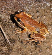 Litoria verreauxii (Duméril 1853)的圖片