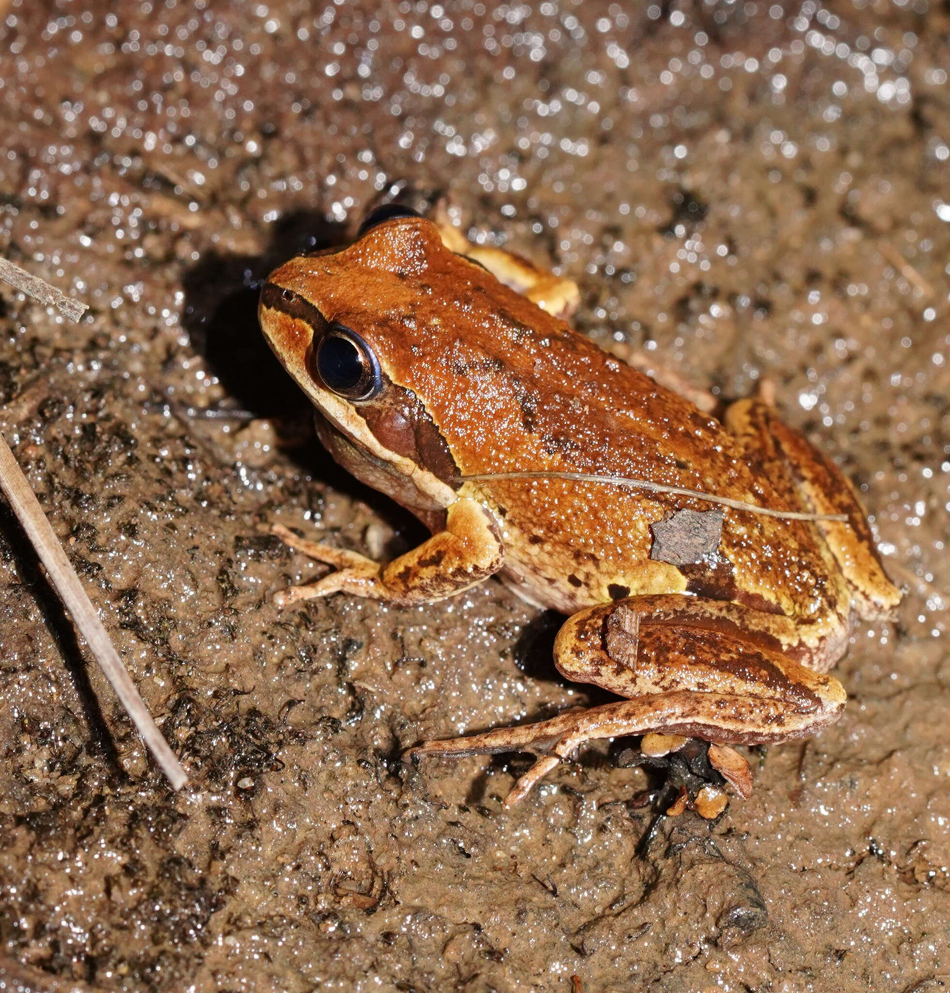 صورة Litoria verreauxii (Duméril 1853)