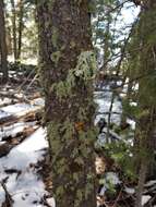 Image of Beard lichen