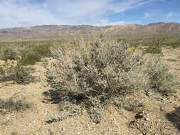 Image of desert lavender