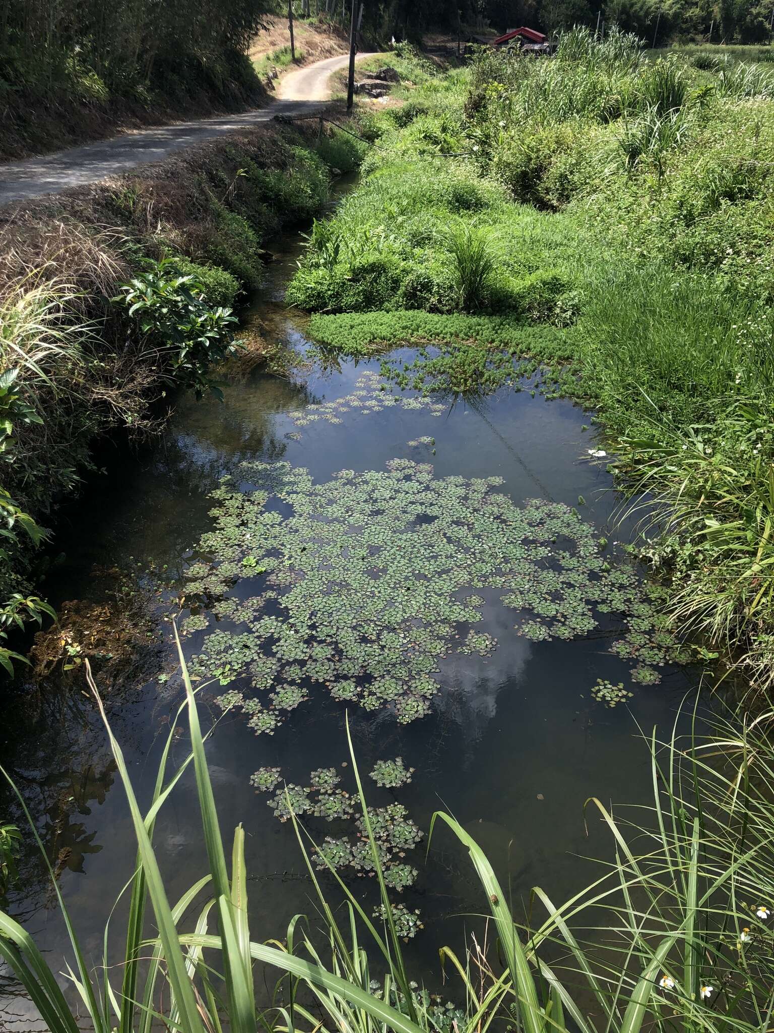 Image of Trapa natans var. japonica Nakano