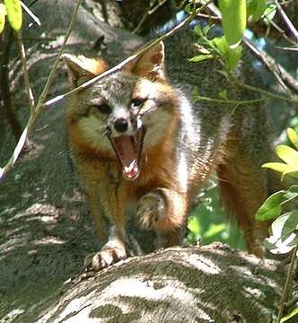 Image of Grey Foxes