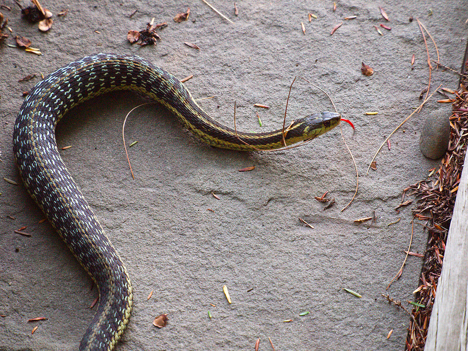 Image of Common Garter Snake