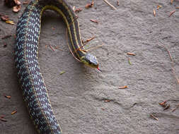 Image of Common Garter Snake