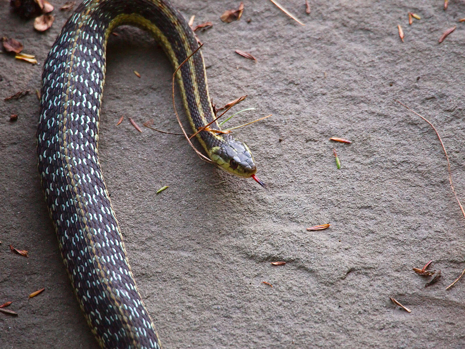 Image of Common Garter Snake