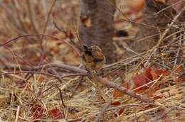 Image of Brown-crowned Tchagra