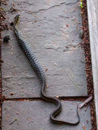 Image of Common Garter Snake