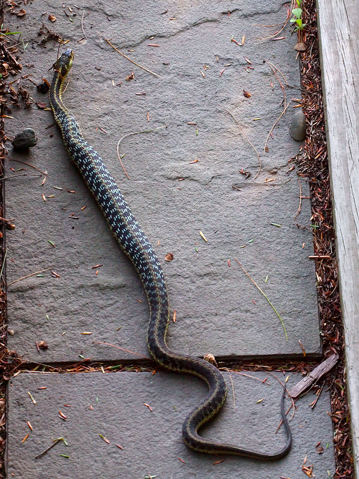 Image of Common Garter Snake