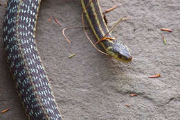 Image of Common Garter Snake