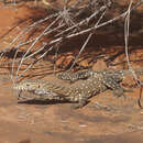 Varanus giganteus (Gray 1845) resmi