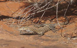 Image of Perentie