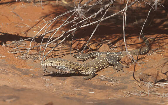 Varanus giganteus (Gray 1845) resmi