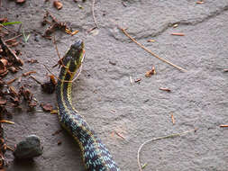 Sivun Thamnophis sirtalis (Linnaeus 1758) kuva