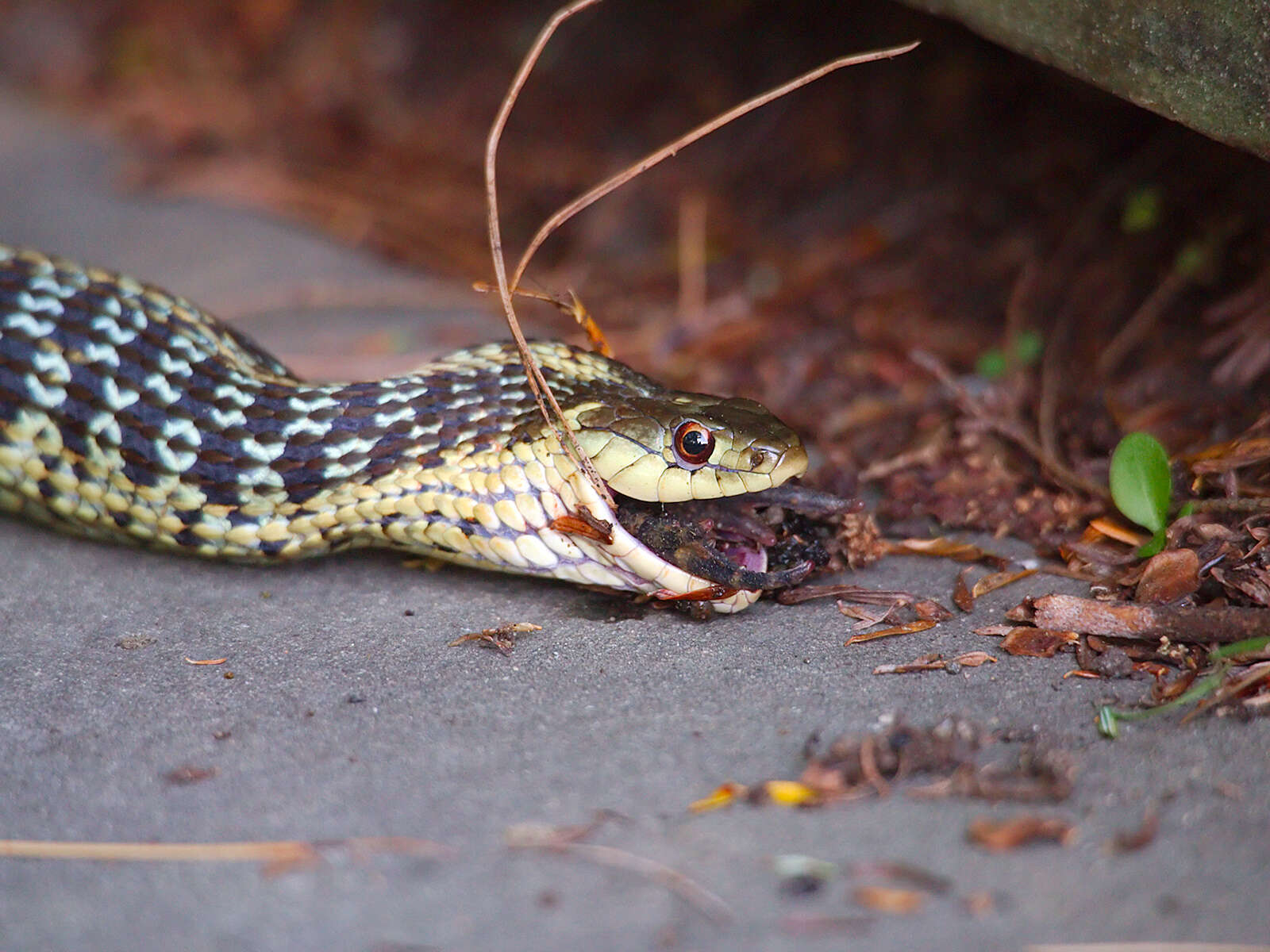 Image de Anaxyrus americanus (Holbrook 1836)